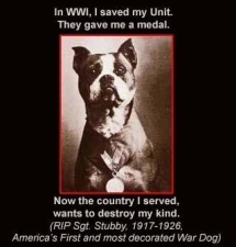 Sgt. Stubby - Dogs