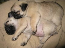 Puppy Love - Pugs