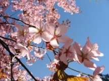 spring - Pictures