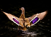 Beautiful Duck - Interesting Nature