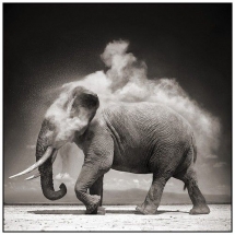 Elephant - Amazing black & white photos