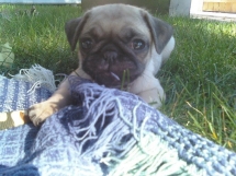 My LLOYDY - Pugs