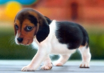 Puppy - Cute Animals