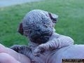 Hairless pugs... interesting! - Pugs