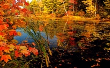 Fall leaves - Pictures