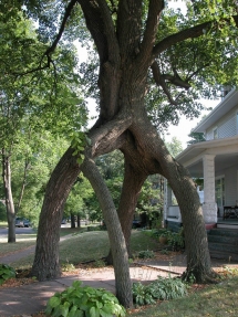 Tree archway - Cool S**T for home & office