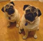 awwww.... love those pugs! - Pugs