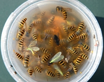 Bee safe wasp trap - Household Tips