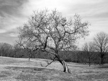 Tree - Black and White Photos