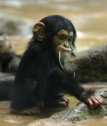 Monkey - Cute Animals
