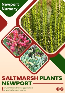 Boost Coastal Beauty: Newport's Best Saltmarsh Plants - Native Nursery
