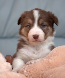 Border Collie Puppies - A Dogs Life