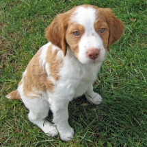 Brittany Spaniel - A Dogs Life