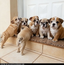 Bulldog Puppies - Dogs do the darndest things