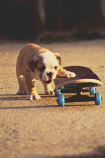 Cute Skateboarding Puppy - Adorable Dog Pics