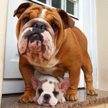 Bulldogs - Adorable Dog Pics