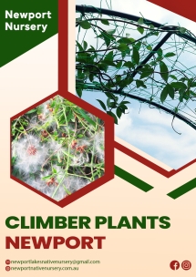 Climber Plants Newport - Native Nursery
