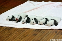  Come and take a look, what are these? - Panda