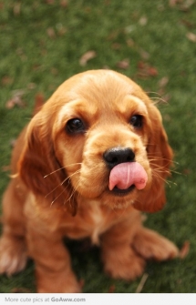 Cute puppy sticking out his tongue - Adorable Dog Pics