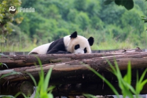 Dai Li Panda - Panda