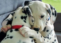 Dalmation Puppies - Adorable Dog Pics