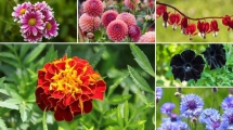 Delight in Nature’s Beauty with Flowering Plants - Lifestyle Newz Room