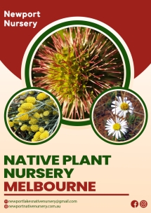 Discover Thriving Native Plants at Melbourne's Best Nursery - Native Nursery