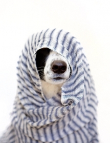 Dog in hiding - Adorable Dog Pics
