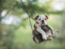 Dog on a Swing - Animals