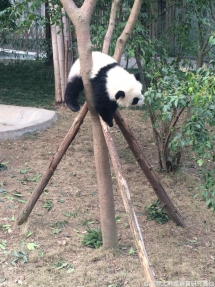 Don't have anything so say today. - Panda