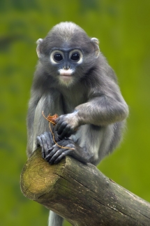 Dusky Leaf Monkey - Beautiful Animals