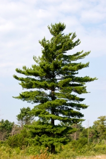 Eastern White Pine - Trees