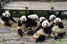 Eating together is a nice thing - Panda