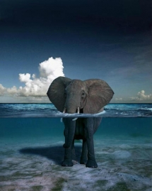 Elephant swimming in the ocean [photo] - Animals