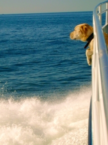 Enjoying the ride - Photography I love