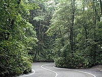 Fern Gully - Jamaican Travel