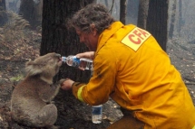 Firefighter gives water to a koala during bushfires in Australia - Unassigned