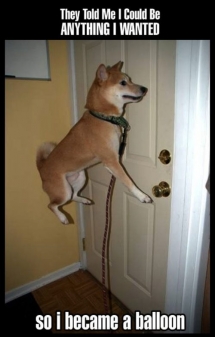Floating Dog - Laughter is the best medicine