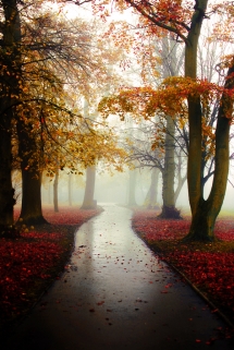 Foggy Reds -  Mohammed Al-Baghdadi - Photography I love