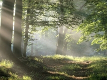 Forest Path Poster - Art for home and cottage