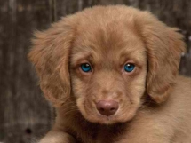 Golden Cocker Retriever - A Dogs Life