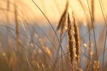 Golden Hour by Gittan Rud-Olson - Amazing photos