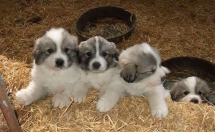 Great Pyrenees puppies - Adorable Dog Pics