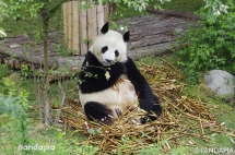 Happy birthday to Mom Cheng Ji and her kids twins Cheng Shuang and Cheng Dui. - Panda