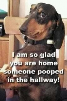 Hilarious Dog - Funny Stuff