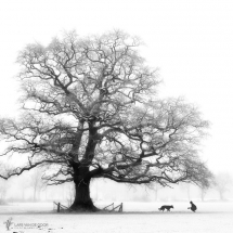 His Favorite by Lars van de Goor - Fantastic shots