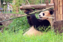How could there be such delicious food on the earth - Panda