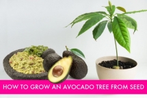 How to grow an avocado tree from seed - Great Gardening Ideas