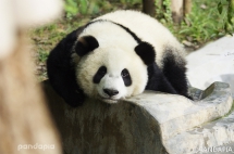 How to play with these naughty partners? - Panda