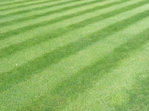 How to put stripes in your lawn when you cut the grass - Grass & Lawn Care